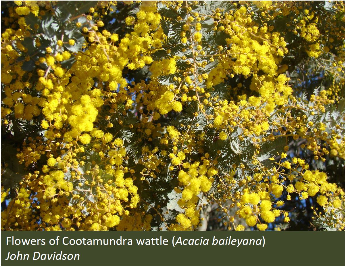 Acacia forest DAFF
